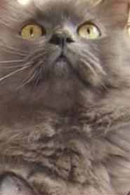 Monstro Cat