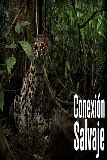 Wild Connection