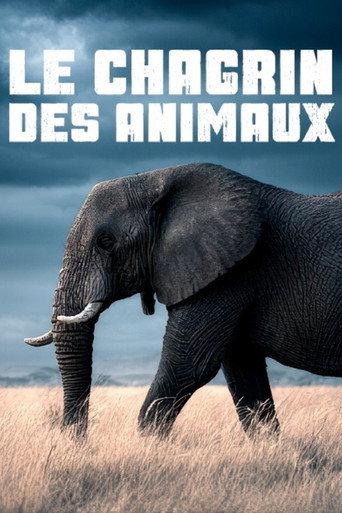 Le chagrin des animaux : mythe ou réalité ?