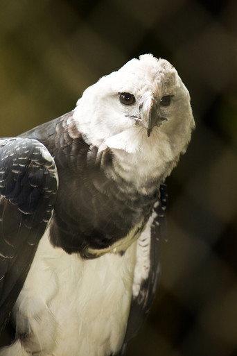BBC Natural World:The Monkey-Eating Eagle of the Orinoco