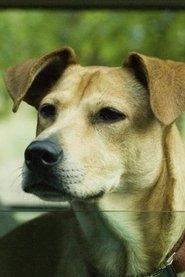 Lucy the Dog
