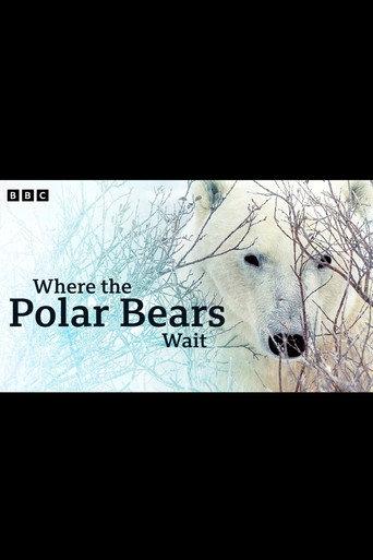 Where the Polar Bears Wait