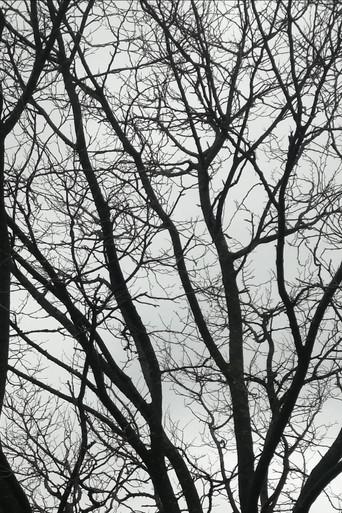 Tree Limbs